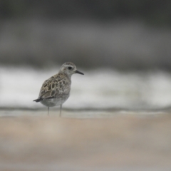 Pluvialis fulva at Kinghorne, NSW - 19 Dec 2020