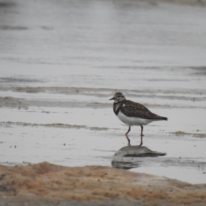 Arenaria interpres at Kinghorne, NSW - 19 Dec 2020