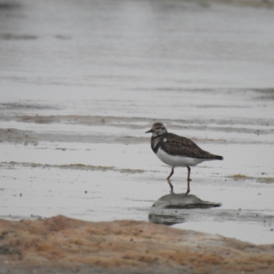 Arenaria interpres (Ruddy Turnstone) at Kinghorne, NSW - 19 Dec 2020 by Liam.m