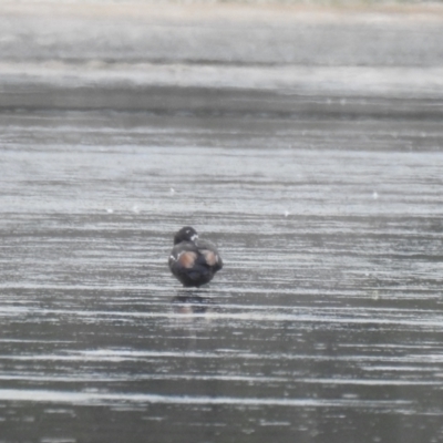 Tadorna tadornoides (Australian Shelduck) at Kinghorne, NSW - 19 Dec 2020 by Liam.m