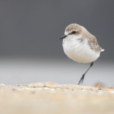 Anarhynchus ruficapillus (Red-capped Plover) at Jervis Bay National Park - 19 Dec 2020 by Liam.m