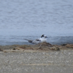 Sterna hirundo (Common Tern) at Jervis Bay National Park - 19 Dec 2020 by Liam.m