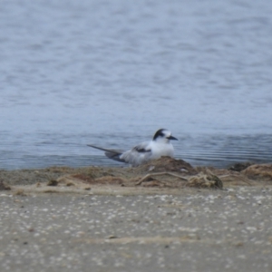 Sterna hirundo at suppressed - 19 Dec 2020