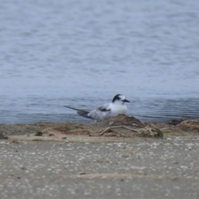 Sterna hirundo (Common Tern) at Jervis Bay National Park - 19 Dec 2020 by Liam.m