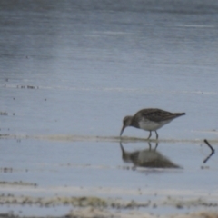 Calidris melanotos (Pectoral Sandpiper) at Jervis Bay National Park - 19 Dec 2020 by Liam.m