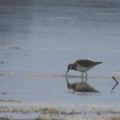 Calidris melanotos (Pectoral Sandpiper) at Culburra Beach, NSW - 19 Dec 2020 by Liam.m