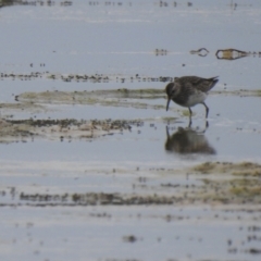 Calidris melanotos at Culburra Beach, NSW - 19 Dec 2020