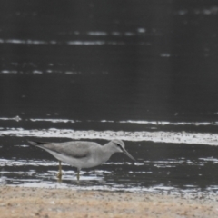 Tringa brevipes (Grey-tailed Tattler) at Jervis Bay National Park - 19 Dec 2020 by Liam.m