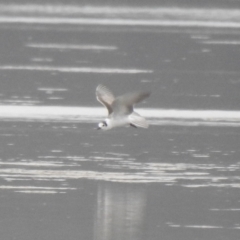 Chlidonias leucopterus (White-winged Black Tern) at Jervis Bay National Park - 19 Dec 2020 by Liam.m