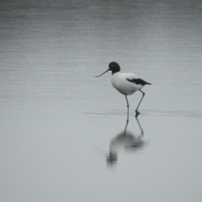 Recurvirostra novaehollandiae (Red-necked Avocet) at Jervis Bay National Park - 19 Dec 2020 by Liam.m
