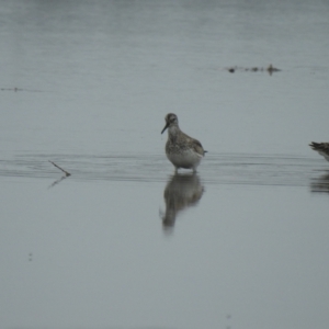 Calidris tenuirostris at Culburra Beach, NSW - 19 Dec 2020