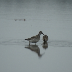 Calidris tenuirostris at Culburra Beach, NSW - 19 Dec 2020