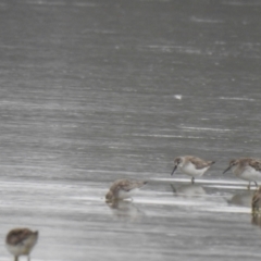 Calidris falcinellus (Broad-billed Sandpiper) at Culburra Beach, NSW - 19 Dec 2020 by Liam.m