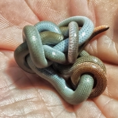 Aprasia parapulchella (Pink-tailed Worm-lizard) at Hawker, ACT - 14 Sep 2021 by Jwiles