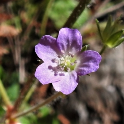 Geranium solanderi var. solanderi (Native Geranium) at Red Hill, ACT - 14 Sep 2021 by JohnBundock