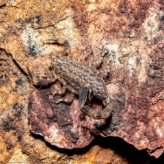 Lychas marmoreus (Little Marbled Scorpion) at Black Mountain - 14 Sep 2021 by Roger