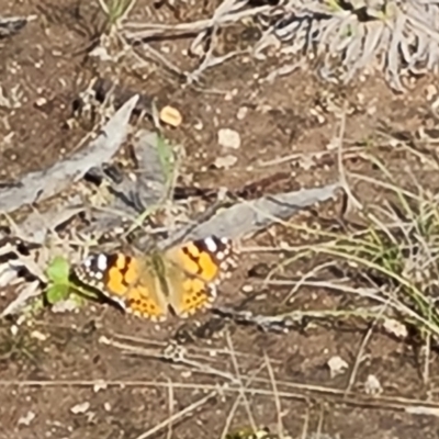 Vanessa kershawi (Australian Painted Lady) at O'Malley, ACT - 14 Sep 2021 by Mike