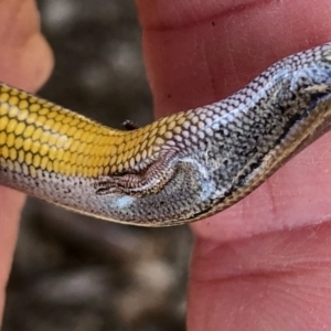 Hemiergis talbingoensis at Aranda, ACT - 14 Sep 2021