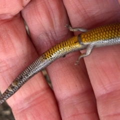 Hemiergis talbingoensis at Aranda, ACT - 14 Sep 2021