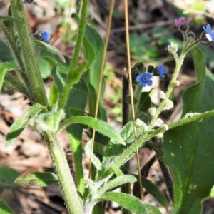 Cynoglossum australe at Red Hill, ACT - 14 Sep 2021