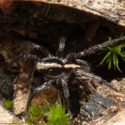Artoria sp. (genus) (Unidentified Artoria wolf spider) at Downer, ACT - 14 Sep 2021 by Roger