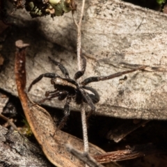 Artoria sp. (genus) at Downer, ACT - 14 Sep 2021