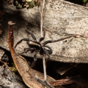 Artoria sp. (genus) at Downer, ACT - 14 Sep 2021 12:10 PM