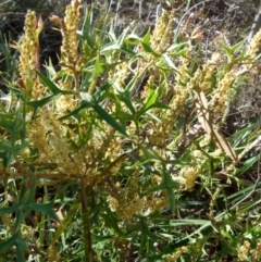 Grevillea ramosissima subsp. ramosissima at Jerrabomberra, NSW - 12 Sep 2021