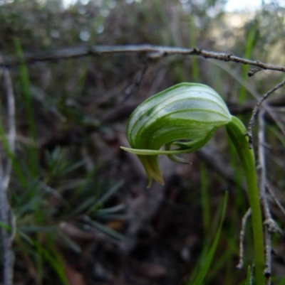 Pterostylis nutans (Nodding Greenhood) at Mount Jerrabomberra QP - 12 Sep 2021 by Paul4K
