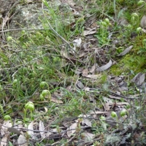 Pterostylis nutans at Jerrabomberra, NSW - suppressed