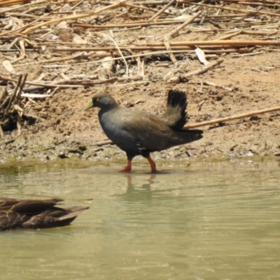 Tribonyx ventralis (Black-tailed Nativehen) at Lake Albert, NSW - 13 Dec 2019 by Liam.m