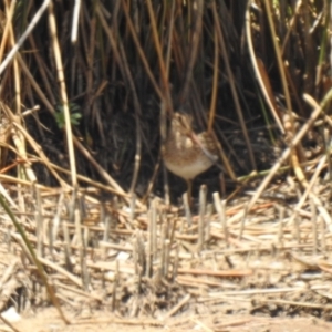 Gallinago hardwickii at Lake Albert, NSW - 13 Dec 2019 11:30 AM