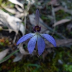 Cyanicula caerulea (Blue Fingers, Blue Fairies) at Mount Jerrabomberra QP - 11 Sep 2021 by Paul4K