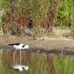 Himantopus leucocephalus (Pied Stilt) at Wagga Wagga, NSW - 12 Dec 2019 by Liam.m