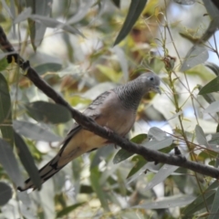 Geopelia placida (Peaceful Dove) at Wagga Wagga, NSW - 12 Dec 2019 by Liam.m