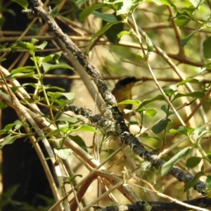 Neosericornis citreogularis at Bangalee, NSW - 8 Dec 2019