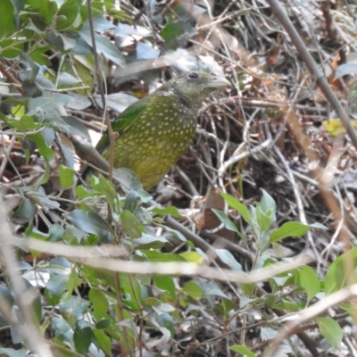 Ailuroedus crassirostris (Green Catbird) at North Nowra - The Grotto Bushcare - 8 Dec 2019 by Liam.m