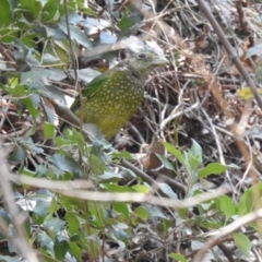 Ailuroedus crassirostris (Green Catbird) at North Nowra, NSW - 8 Dec 2019 by Liam.m