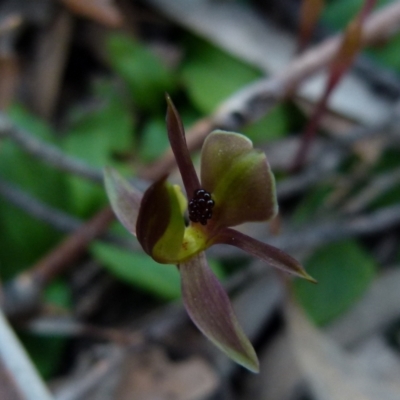 Chiloglottis trapeziformis (Diamond Ant Orchid) at Mount Jerrabomberra QP - 11 Sep 2021 by Paul4K