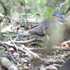 Geopelia humeralis (Bar-shouldered Dove) at The Grotto Walking Track - 8 Dec 2019 by Liam.m