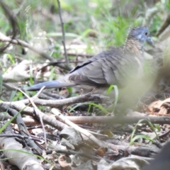Geopelia humeralis (Bar-shouldered Dove) at North Nowra - The Grotto Bushcare - 8 Dec 2019 by Liam.m