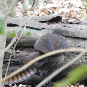 Menura novaehollandiae at North Nowra, NSW - 8 Dec 2019 10:22 AM