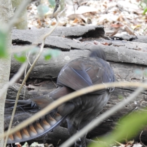 Menura novaehollandiae at North Nowra, NSW - 8 Dec 2019