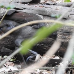 Menura novaehollandiae at North Nowra, NSW - 8 Dec 2019