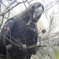 Calyptorhynchus lathami lathami (Glossy Black-Cockatoo) at North Nowra - The Grotto Bushcare - 7 Dec 2019 by Liam.m