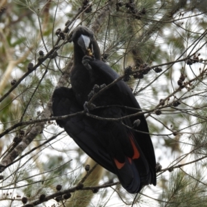 Calyptorhynchus lathami lathami at North Nowra, NSW - 8 Dec 2019