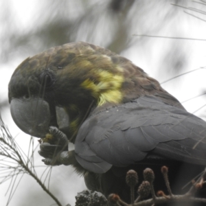 Calyptorhynchus lathami lathami at North Nowra, NSW - 8 Dec 2019