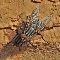 Sarcophagidae (family) (Unidentified flesh fly) at Wanniassa, ACT - 14 Sep 2021 by JohnBundock