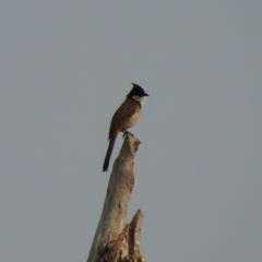 Pycnonotus jocosus (Red-whiskered Bulbul) at Culburra Beach, NSW - 8 Dec 2019 by Liam.m