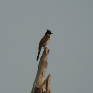 Pycnonotus jocosus at Culburra Beach, NSW - 8 Dec 2019 07:18 AM